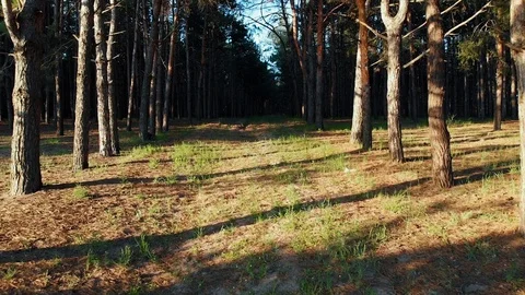 Flight Through the Forest 库存影片 106769367