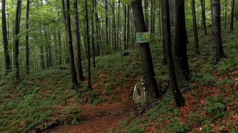 Flight through forest - mountain Goc Serbia Stock Footage 94411892