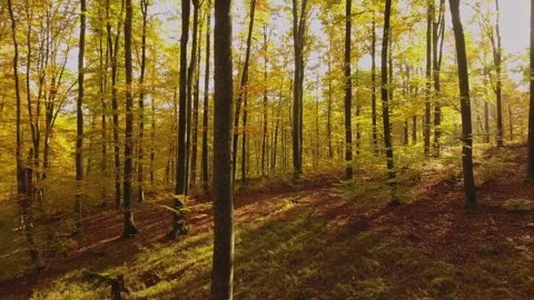 Flight through golden forest in october 스톡 동영상 318534284