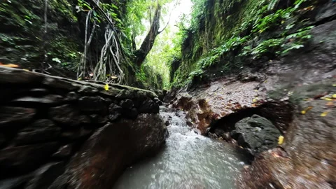 Flight through a gorge in the rainforest Stock Footage 238527360