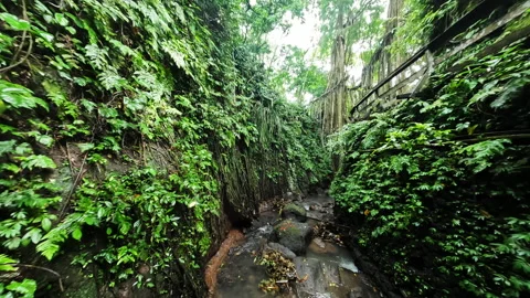 Flight through a gorge in the rainforest Video stock 238527414