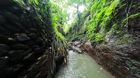 Flight through a gorge in the rainforest. Green forest in Bali. Stock Footage 239023892