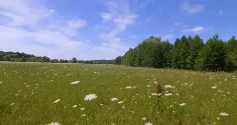 A flight through grass and wildflowers. Flying over grass and meadow flowers Stock Footage 155682634