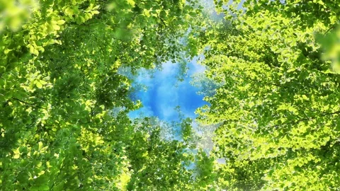 Flight Through Leaves Stock Footage 88576091