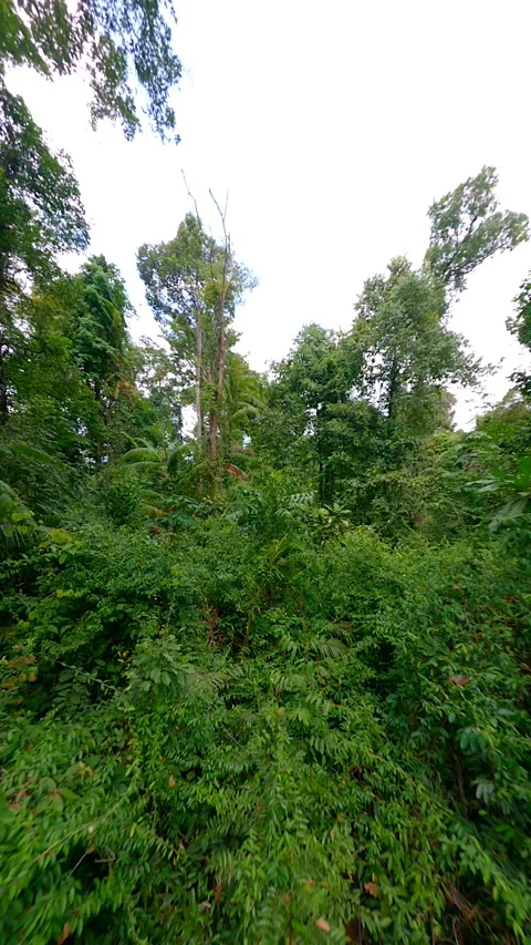 Flight Through Lush Tropical Rainforest Stock Footage 248144894