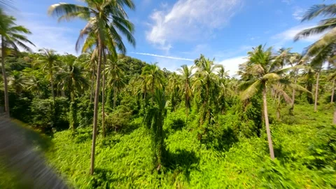 Flight through the lush tropical rainforest in Thailand Stock Footage 255351276