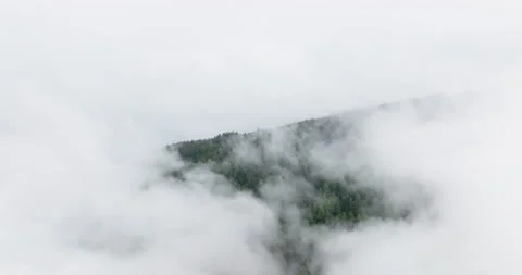 Flight through mountain forest fog nature green white 5k Stock Footage 221901513