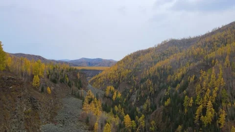 Flight through a mountain gorge, on the slopes there is a coniferous autumn Stock Footage 147241803