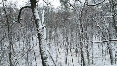 Flight through old oak trees and branches in calm winter forest Stock Footage 263120053