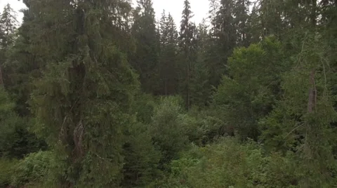A flight through an overgrown forrest Video stock 63782446