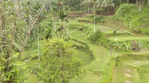 Flight through the palm above rice terrace in Ubud. Stock Footage 103516310
