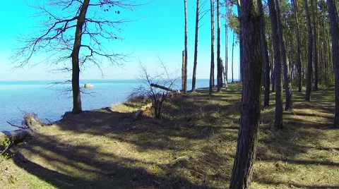Flight through a pine forest overlooking the sea. Aerial view. Video stock 49165755