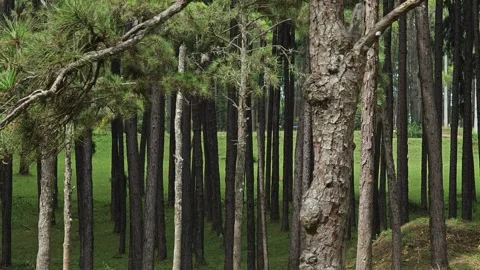 Flight through pine forest in Thailand Stock Footage 304583899