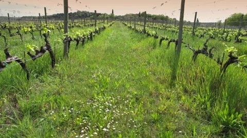 Flight through the rows of young vineyards. Tuscany, Italy Stock Footage 307441222