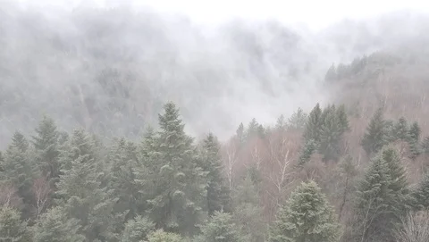 Flight through sea of cloud and forest in autumn 2k7 ungraded Stock Footage 105851710