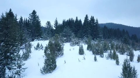 Flight Through the Snowy Pine Forest. Snowy Forest Below Zero Stock Footage 125050798