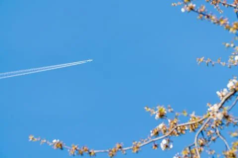 Flight Through Spring  Contrails Over Blossoms Foto stock