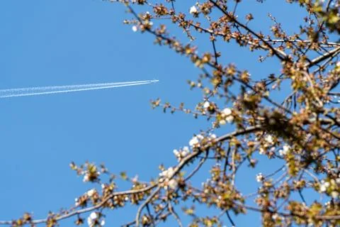 Flight Through Spring  Contrails Over Blossoms 스톡 사진