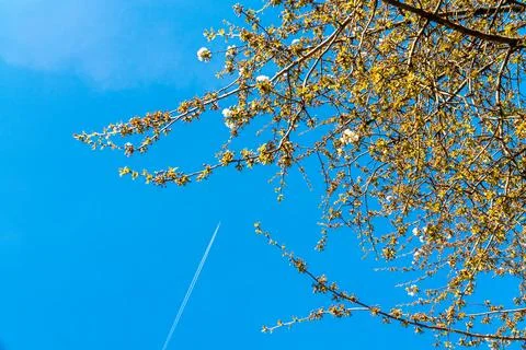 Flight Through Spring  Contrails Over Blossoms 스톡 사진