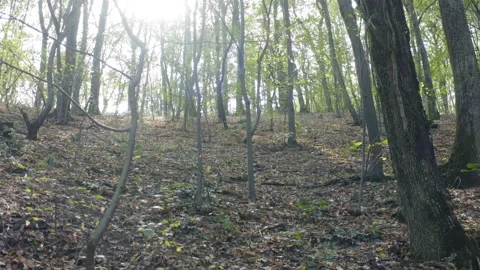 Flight through a thick forest close to the ground Stock Footage 140344324