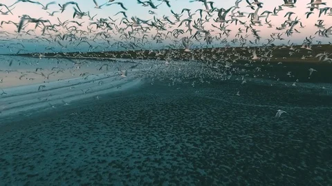 Flight through the thousand seagulls. Top drone video 스톡 동영상 103934537