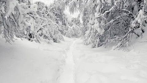 Flight through tree branches covered with snow Stock Footage 125521691