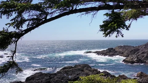 Flight through tree branches opening to the Pacific Ocean Stock Footage 124979870
