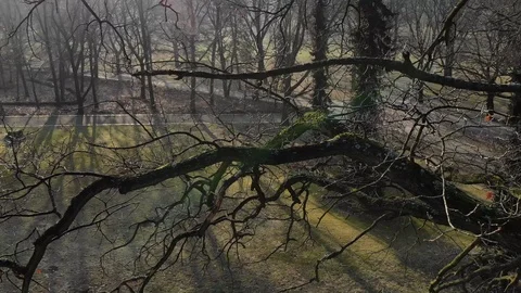 Flight through a tree with tight branches in a city park Stock Footage 93757042