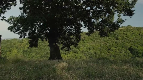 Flight through the trees above the woods Video stock 136526865