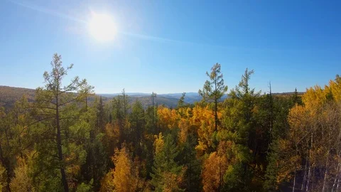 Flight through the trees in the autumn forest in sunny day Stock Footage 122648401