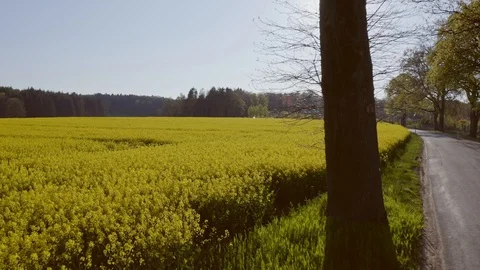 Flight through trees on rape field Stock Footage 129273382