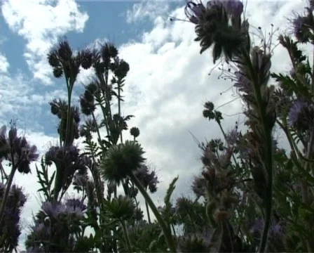 Flight through violet field Stock Footage 312800