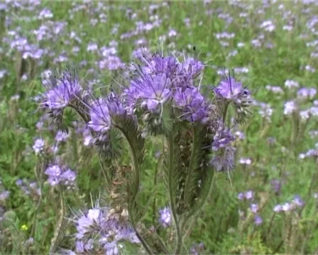 Flight through violet field Stock Footage 312807
