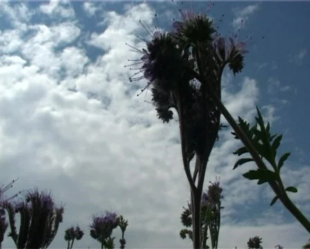 Flight through violet field Stock Footage 315112