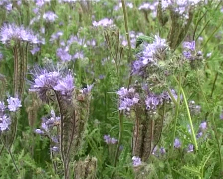 Flight through violet field Stock Footage 318988