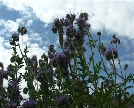 Flight through violet field Stock Footage 321749