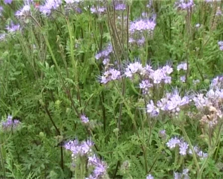 Flight through violet field Stock Footage 327227
