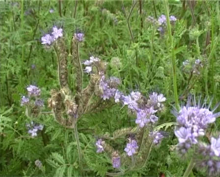 Flight through violet field Stock Footage 327229