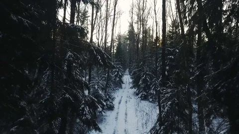 Flight Through Winter Forest During Sunset Stock Footage 76745334