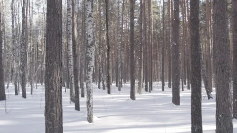Flight through the winter forest Video stock 259021279