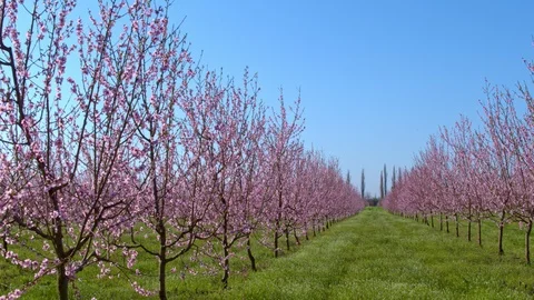 Flight throw the garden Vídeos de archivo 93802003