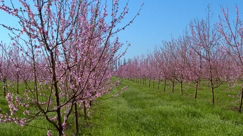 Flight throw the garden Vídeo Stock 93802143