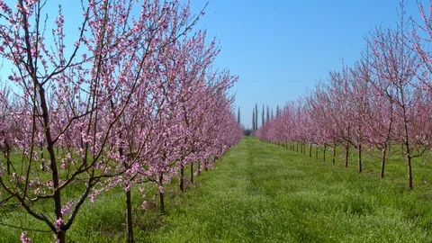 Flight throw the garden Vídeo Stock 93802539