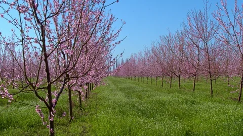 Flight throw the garden 動画素材 93803118