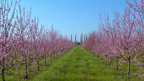 Flight throw the garden 스톡 동영상 93803305