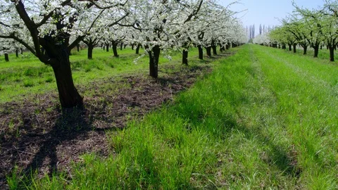Flight throw the garden Stock-Footage 93805392