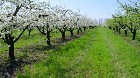 Flight throw the garden 動画素材 93805530