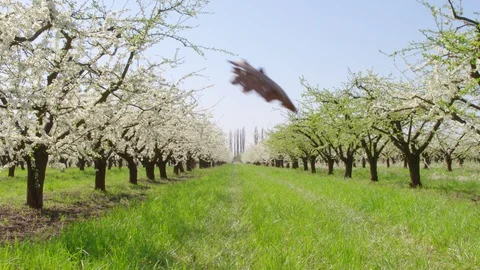 Flight throw the garden Vídeo Stock 94721579