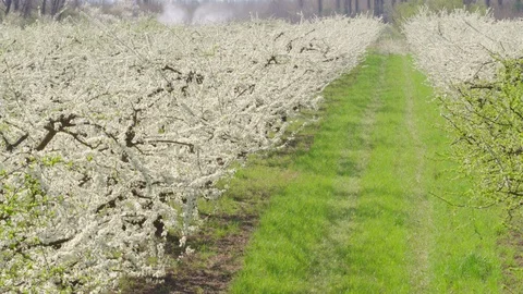 Flight throw the garden 動画素材 94721596