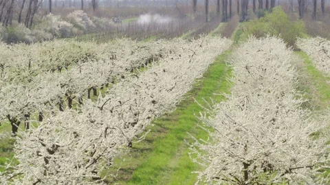 Flight throw the garden 動画素材 94721674